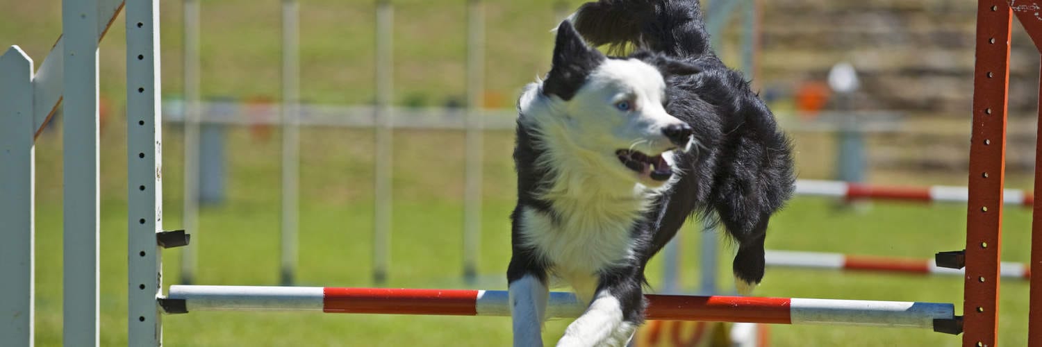 Agility Classes