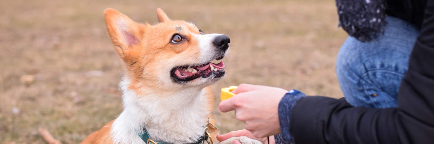  Clicker Training Classes