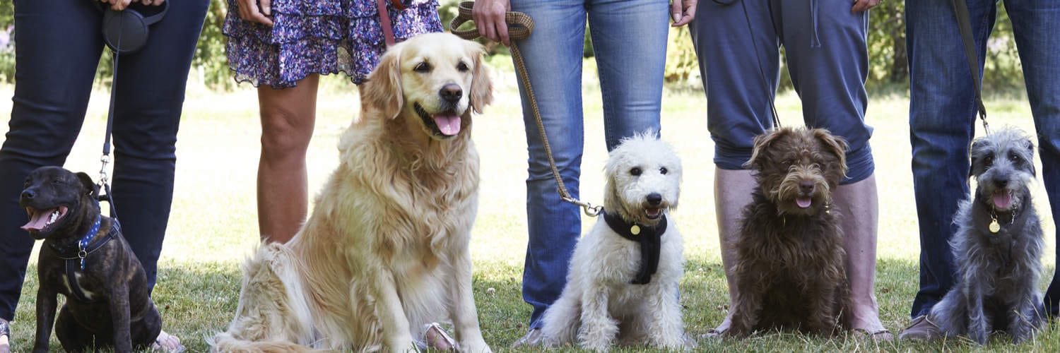 Group Obedience Classes