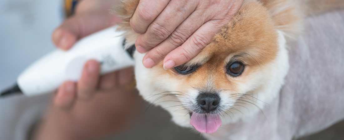 Wheaton Dog Grooming